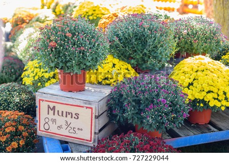 Cart of Mums for sale at the local farmstand