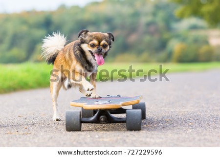 picture of a Chihuahua hybrid who jumps on a skateboard