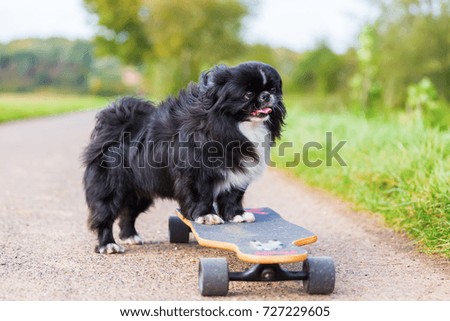 picture of a Pekinese dog who stands on a skateboard