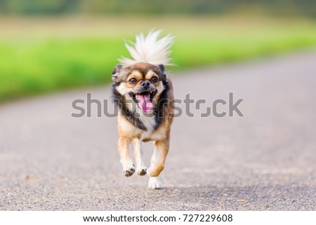 picture of a Chihuahua - Pekinese hybrid who runs on a road