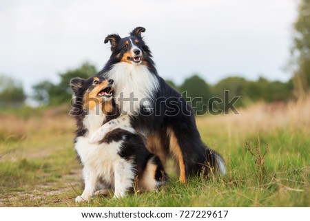 picture of a Sheltie dog who hugs another Sheltie