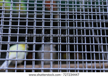 budgerigar birds in cage behind fence different colours