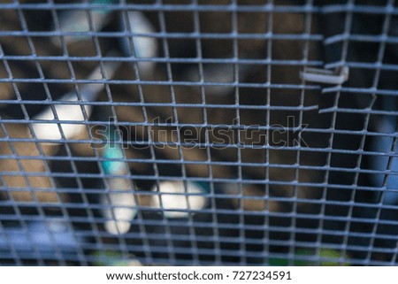budgerigar birds in cage behind fence different colours