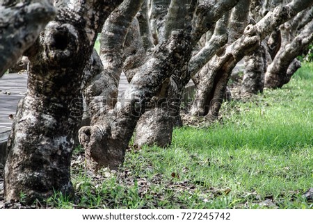 stalk plumeria tree