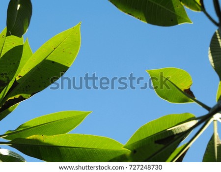 green plant leaves shallow depth of field under shiny sunlight in nature, authentic outdoor shot  for relax mood backdrop picture isolated with deep blue sky background