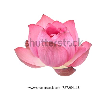 Beautiful pink lotus flower isolated on white background Royalty-Free Stock Photo #727254118