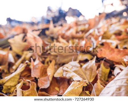 Background photo of a raked pile of leaves in a heap in rural Wisconsin as the fall season approaches