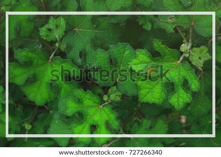 Top view Creative layout made of green leaves. Flat lay. Nature background at phuket thailand