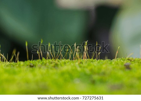 closeup moss plant with green nature blurry background,selective focus 