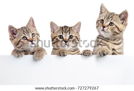 Three kitten peeking out of a blank sign, isolated on white background.