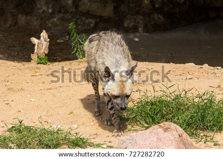 Striped hyena rests after night hunting, on hot African sand in the early morning