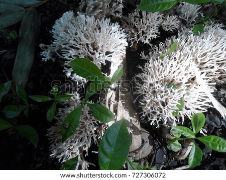 Mushroom growing in the jungle.