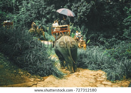 Tourists riding elephants through jungle in Phuket, Scenery of phuket island,  Travel in Thailand, Summer and vacation trip
