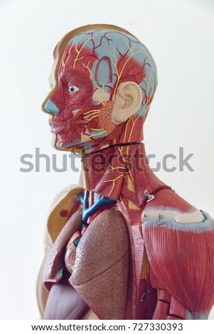 Human Anatomy, muscular system layout