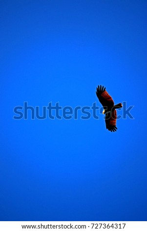 Red-backed sea-eagle