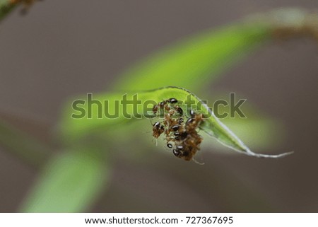 Group of red ant on leaf