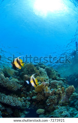 Reef fish couple