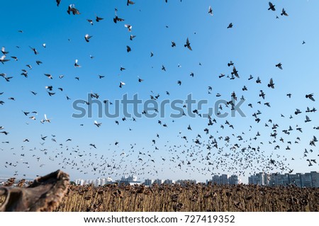 The flying flock of pigeons over a field.