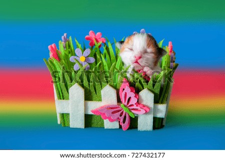 Newborn kitten sleeps in a felt basket on the background rainbows