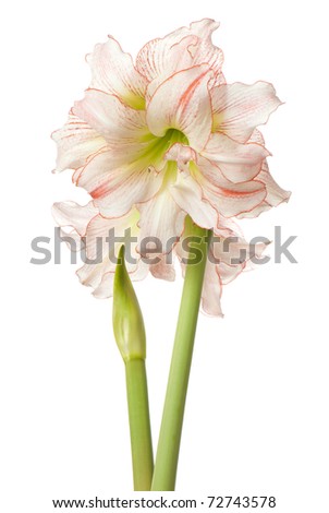 Hippeastrum, knight's-star. The photos are beautiful varietal collection of flowers in the sunlight
