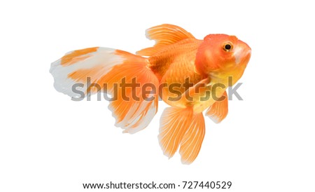 goldfish isolated on white background. File contains a clipping path.