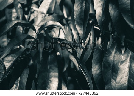 Black and White Leaves in the Garden