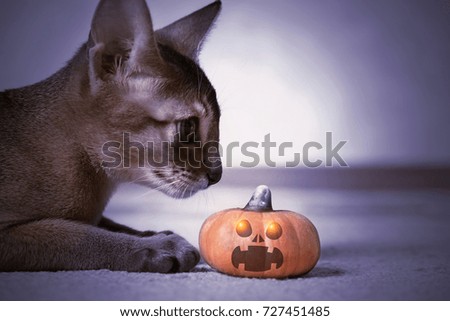 Cat lying with a Halloween pumpkin. Toned