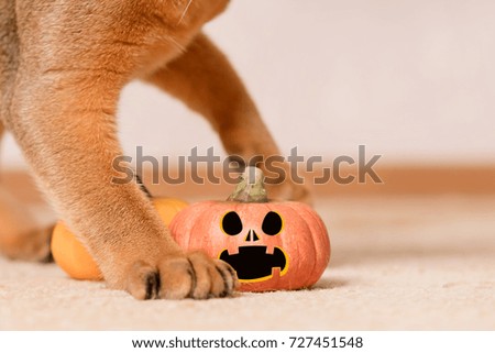 Cat with Hallowe'en pumpkins