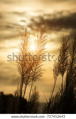 Silhouette of Flower grass in the summer with sunlight.