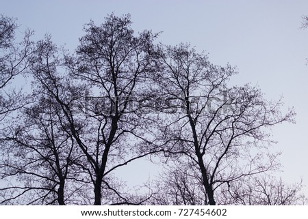 trees silhouette on sky background. scary haloween background