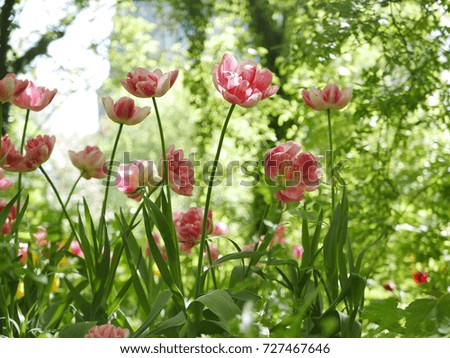 wild flowering Tulips in a garden with trees and shrubs