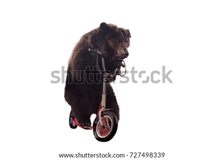 A bear rides a bicycle. Royalty-Free Stock Photo #727498339