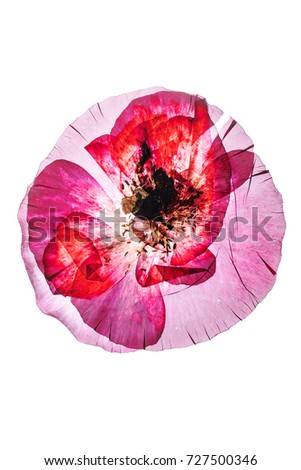 dry poppy flower
