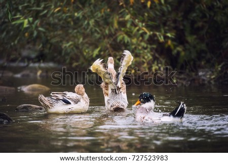 Mallard (wild duck) swimming in a pond, domesticated specimen with characteristic changes, nature background with a bird