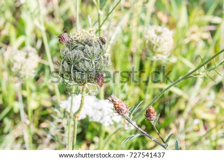 Bug on a Flower at a meadow in the autumn, Swabian alb, Germany