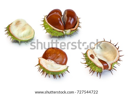 Set of horse chestnut with crust isolated on white background. Royalty-Free Stock Photo #727544722