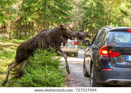 Moose bull climbing up on dirt road in front of car that hit the brakes to avoid accident. Cars registration numbers and make removed. Royalty-Free Stock Photo #727557094