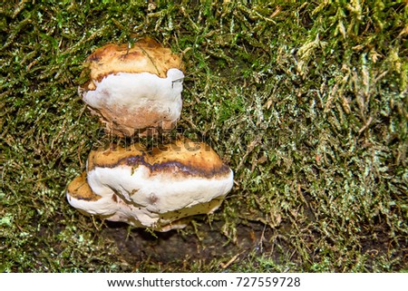 a little mushroom in nature