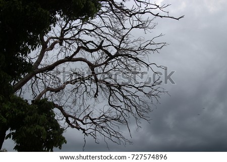 Perennial trees die in the storm.gray.dismal. Halloween.
