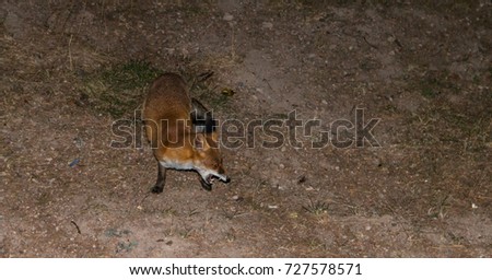 a curious red fox with open jaw  looking for food at night
