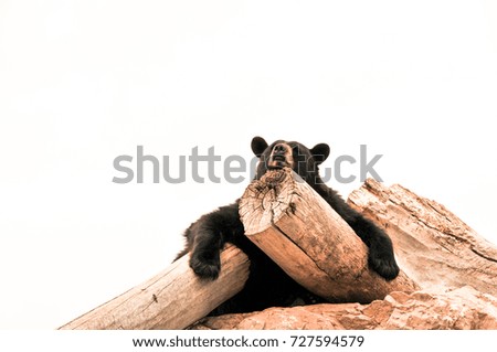 American black bear resting on a stump with white background