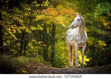 portrait of white arabian horse standing in forest. background of autumn colorful forest.