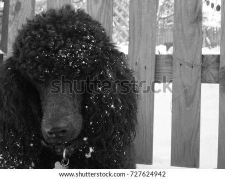 Black and white photograph of standard poodle in snow