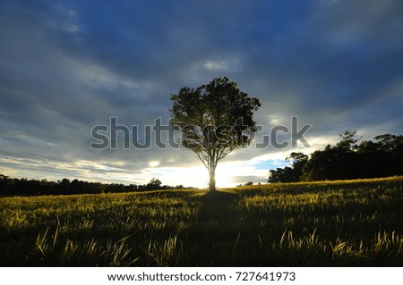 Tree and sunrise 
