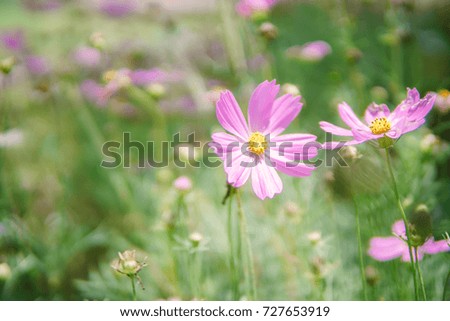Pink Cosmos flower with blur flower garden background