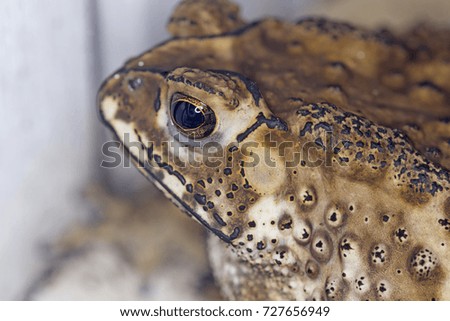 Closeup view of Toad Rough