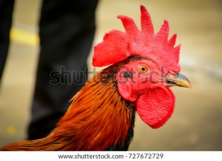 Chicken cock