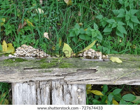 Mushrooms on bench