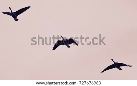 Picture with three Canada geese flying in the sky