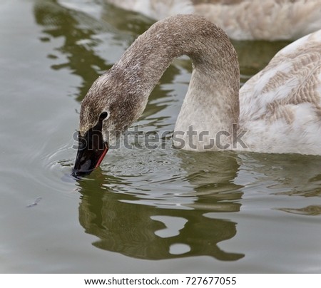 Picture with a trumpeter swan drinking water